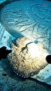 Guarding secrets older than the ocean itself. #DeepSeaMystery #OceanSecrets #OctopusWorld #AbyssVibes #UnderwaterRealm | DeepBlue Unknown