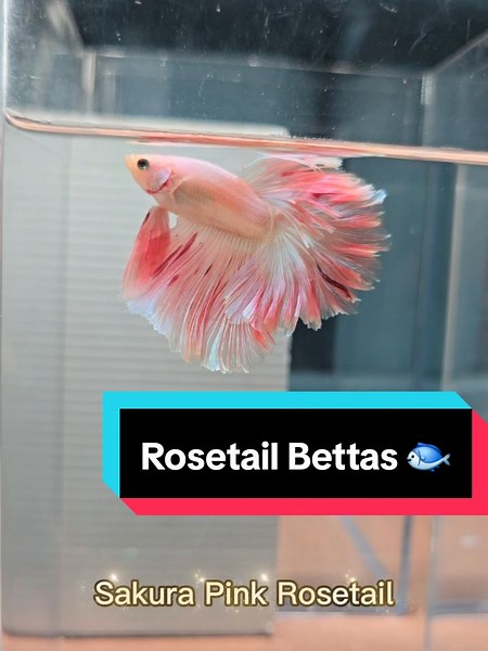 FishTails.Agnes on TikTok