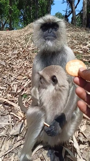 Mother Monkey with Baby Eating Biscuit | Cute Langur Family Video