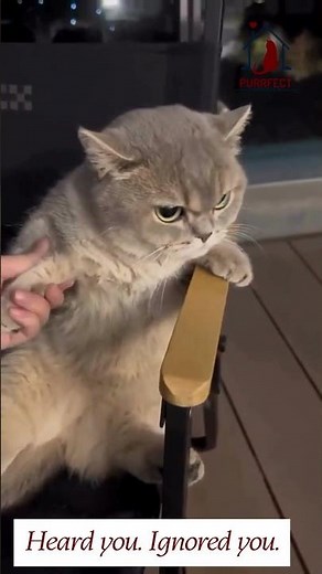 The Animal Expert's Guide to Understanding Cat Behavior