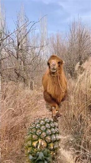 Look! Camel Eating Pineapple #animals #camel #pineapple