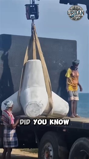 Why These Strange Concrete Blocks Protect Coastlines ⁉️