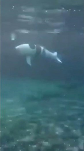 This Underwater Robot Moves EXACTLY Like a Dolphin 😳