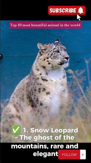 Top 10 Most Beautiful Animals in the World | You Won’t Believe #1