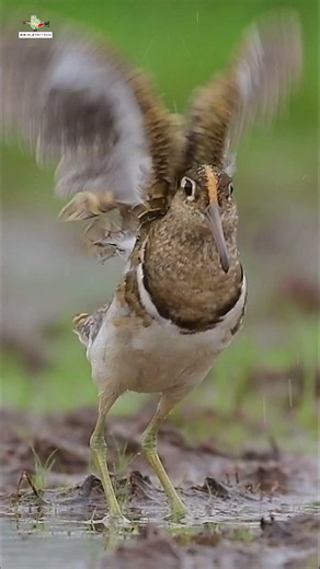 Điệu múa giữa đồng cỏ ... #wildlife #birds #nature