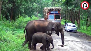 Elephant Stops Truck For Food | U Turn