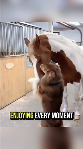 Dog and Horse Friendship You Must See! 😍. #horselove #doglove #animalfriendship