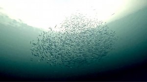 383K views · 1.7K reactions | Two diving enthusiasts have captured a rare and dreamy scene of schools of fish swimming in the Jingpo Lake, a freshwater lake in northeast China's Heilongjiang Province. In the video taken earlier this month, dozens of fish species, including fathead fish and carp, can be seen moving underwater. | CGTN | Facebook