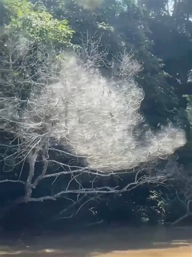 Update: A very crazy spider webs was encountered by Ash_Dykes and his team. It could be the house of the dangerous Baboon Spiders 🤔 #explorers #expedition #congoriver #congoriverbasin #ash_dykes