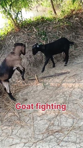 Goat vs bull fight