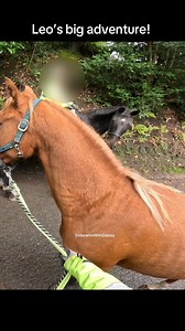 22K views · 680 reactions | Leo’s first proper hack with pony nana Molly! #horse #equestrian #equine #horseriding #horses #gopro | EndurancewithDarcey | Facebook