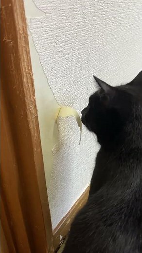 壁紙剥がし職人