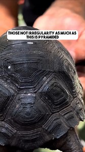 This is a perfect dome tortoise and no nuchal scute, which puts him in the 1% category. Have you ever seen a tortoise shell like this one? | Florida Iguana and Tortoise Breeders