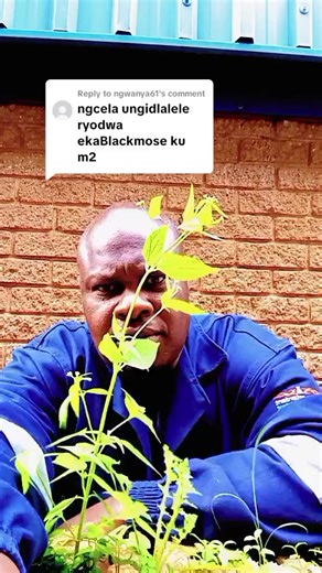 Replying to @ngwanya61