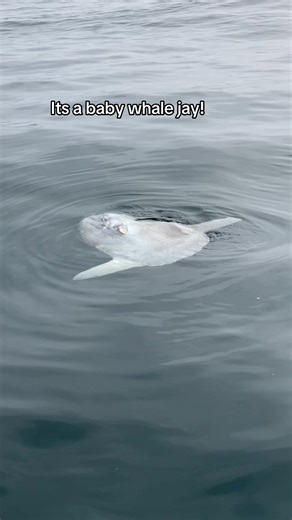 Its a baby whale jay!!!!