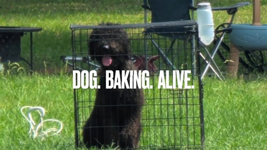 🚨 BREAKING FROM SMITH COUNTY, TEXAS 🚨 🔥 BAKING ALIVE IN A CRATE 🔥 A beautiful big Labradoodle is being cooked alive in a cage barely big enough to turn around. No room. No reprieve. Just brutal, blazing heat. 💥 Neighbors say this is NOT the first time. When pressure mounts, the woman brings him inside — but when it fades, the dog is dumped back outside like trash. 🚫 THIS. IS. TORTURE. A water bottle zip-tied to the gate isn’t enough to survive Texas temps. THIS is how dogs die — slowly, si