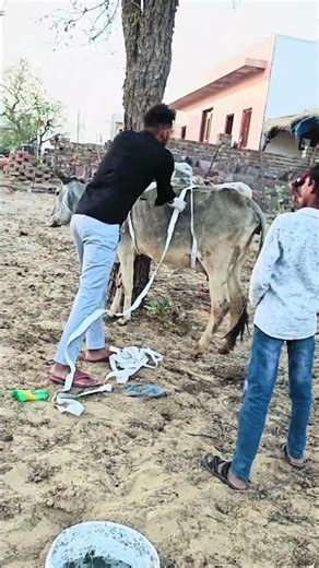 Maggots wound treatment and reuff's method #shorts #rajupunjabi #animallover #trend #veterinary