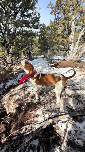 Mastering Hound Training: The Best Techniques Revealed