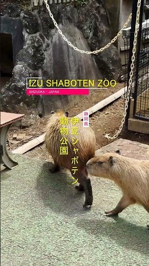 🐹 Hot Springs & Gentle Eyes: Capybara at Izu Shaboten Zoo