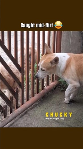 Caught My Dog Mid Flirt?! 😂🐶 | Chucky Exposed