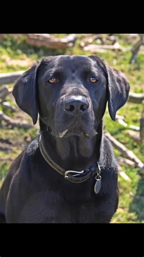 Black Labrador Lovers on Instagram: "If you’re a true Black Labrador lover… your heart is about to melt. A little surprise is waiting for you - check the bio. 🖤🐾 👇 @blacklab_81 #blacklabrador #blacklab #labradorretriever #blacklabsquad #blacklabsofinsta"