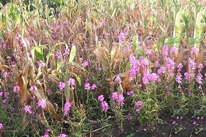 Striga ~ Everything You Need to Know with Photos | Videos