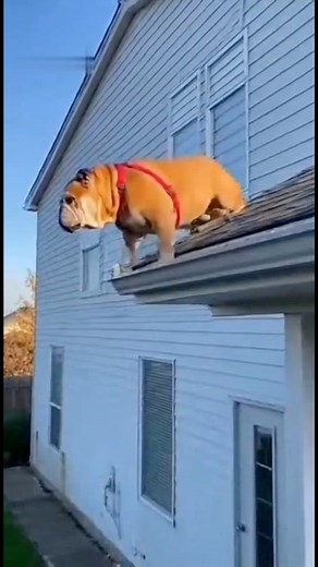 281K views · 1.7K reactions | Jumping bulldog #bulldog #funny #dogs | Marck Barrera Art | Facebook