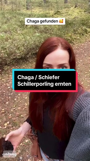 Chaga und Schiefer Schillerporling richtig ernten
