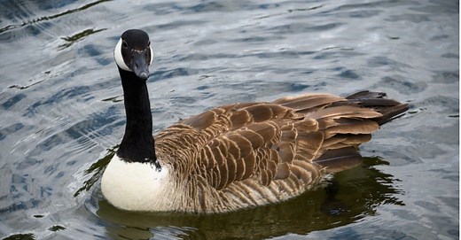 10 Fascinating Facts About Geese