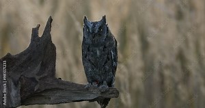 Owl at sunrise. Eurasian scops owl, Otus scop, perched on rotten branch and observes surroundings. Beautiful small owl showing narrowed eyes. Bird of prey in natural habitat. Autumn nature. Wildlife. Stock Video