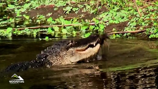 Apex Predator Season 1 Episode 1: Alligator