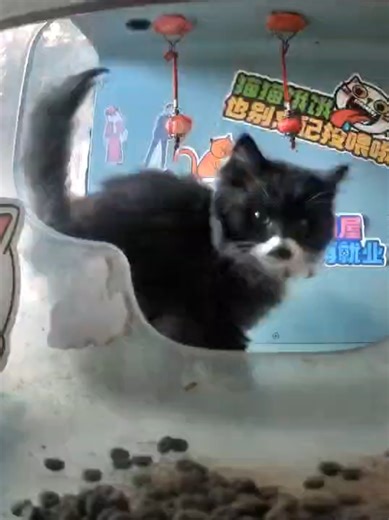 @purrrr_us @purrrr_app_us @Purrrr_Creator #cat #catsoftiktok #purrrr