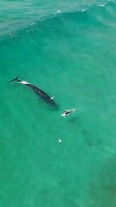 Via: @visual_of_earth SURFING WHALE 🏄🏻‍♂️🐋EXTENDED CUT I’ve had a tonne of people get in contact with me regarding the footage, including the surfer whose wave the Whale stole. He thought it was a Great White Shark that undercut him. What an experience! . The Original Surfing Whale by @the.drone.dc | Awesome Life Style