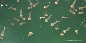 What’s wriggling in my pond? - shirls gardenwatch