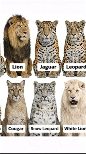 who know this #shorts #youtubeshorts #vikasture