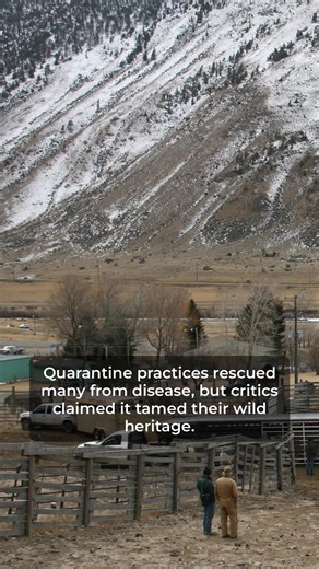 Bison in Yellowstone: A Closer Look at Nature's Giants