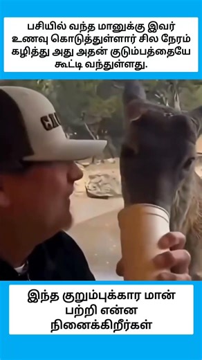 He fed a hungry deer and it brought its family with it. #shorts