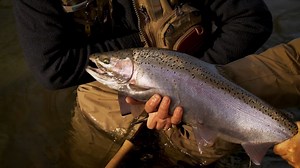 387 reactions · 41 shares | Have you checked out the newly designed Orvis Fly Fishing Learning Center? This week's new video lessons are all about steelhead. Check it out here: https://howtoflyfish.orvis.com/ | Orvis Fly Fishing | Facebook