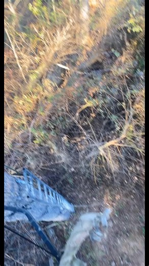 #hunting #straycat #treestand #foryou | cat