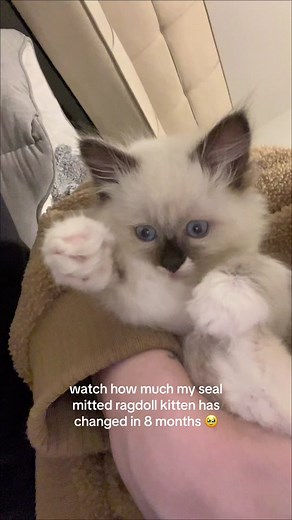 i NEVER get sick of petunia before and after videos! happy 8 months to our little bean! #ragdollcat #ragdollkitten #sealmittedragdoll #ragdollsoftiktok #kittengrowth #kittengrowingup #cutekittensoftiktok #cutecatvideos
