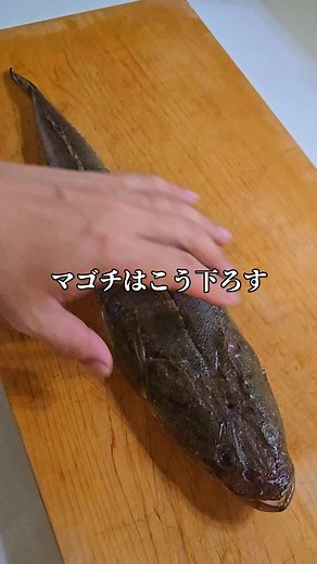 難しすぎるマゴチの簡単な捌き方 #マゴチ #三枚おろし #魚捌き #捌き方