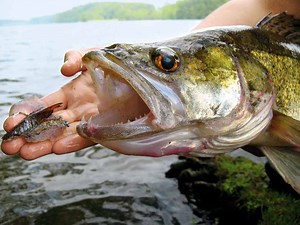 Zanderangeln mit Fischfetzen: Aktive Methode für faule Zander - BLINKER