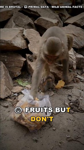 Spider Monkeys Survive Months Without Food?!