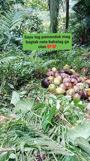 3.7K views · 52 reactions | Sayu tag pamondok | Jr Paro Je Colon | Facebook