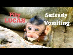OMG!!, What Are You Problem Baby?, Baby Monkey Lucas Seriously Vomiting Like This