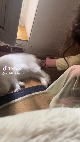 #funnyanimals #RabbitRichard #rabbitsoftiktok