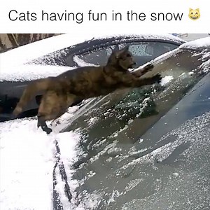 3M views · 7K reactions | Have you ever seen a cat have so much fun in the snow?! ❄️  | Howlers | Facebook
