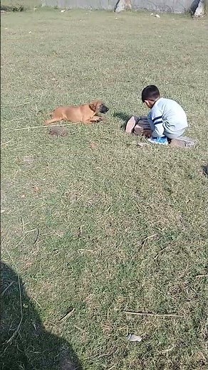 Sibling Stray pups together in evening | Summers | Mountain Village | Nature Buddies, ytshorts, uk