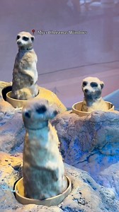 Take notes! These family-friendly Christmas activities in Melbourne have the school holidays sorted 🎅: 📍 Crown Christmas River Show, Yarra Promenade, until 25 Dec 📍 Christmas Square, Federation Square, until 25 Dec 📍 Christmas Carnival, Alexandra Gardens, 6-24 Dec 📍 Christmas decorations, city-wide, until 25 Dec 📍 Myer Christmas Windows, Bourke St, until 5 Jan #Melbourne #WhatsOnMelbourne | What's On Melbourne