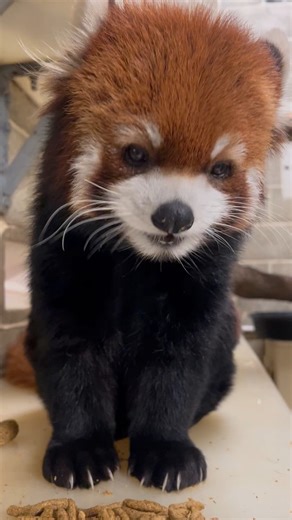 Don't mind us, we're just shamelessly posting Xiaobo eating to get your attention. It costs $108,000 to run the zoo every single day. Thanks to supporters like you we're able to keep the zoo free and open. Help us this Giving Day! Every gift helps keep your zoo free and animals like Xiaobo happily snacking away. Visit https://bit.ly/4mAevrK 📸 Claire H. | Lincoln Park Zoo